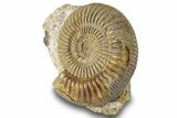 Jurassic Ammonite (Parkinsonia) Fossil - France #244478-2
